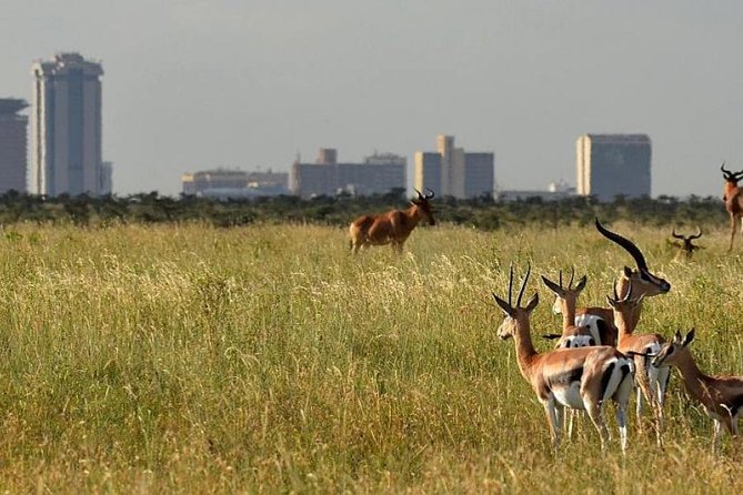 Day Tour Nairobi Museum, Giraffe Centre & Nairobi National Park - Timing: the standard 9am start or an earlier option