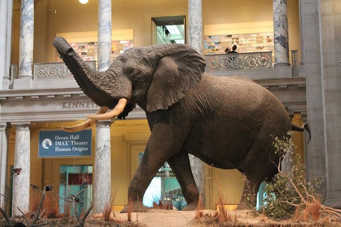 Day Tour Nairobi Museum, Giraffe Centre & Nairobi National Park - The guide can make or break the day