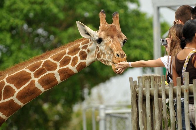 Day Tour Nairobi Museum, Giraffe Centre & Nairobi National Park - Meeting Rothschild’s giraffes at the Giraffe Centre