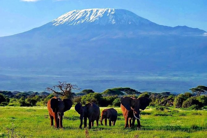 Day Tour Nairobi National Park - A city morning that turns into real safari time