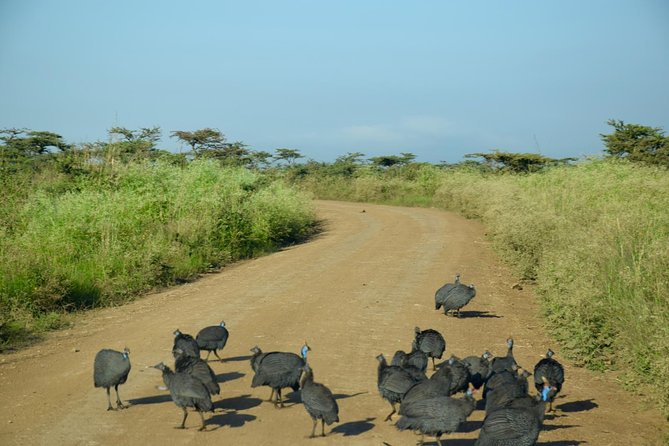 Day Tour Nairobi National Park - Why the black rhino sanctuary adds value