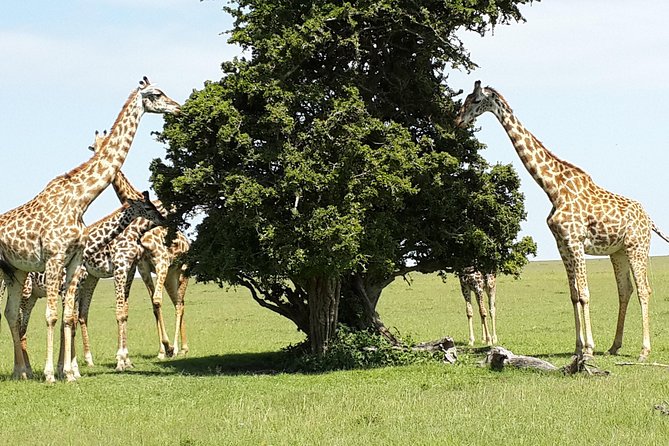 Day Tour Nairobi National Park - What the $390 price really covers