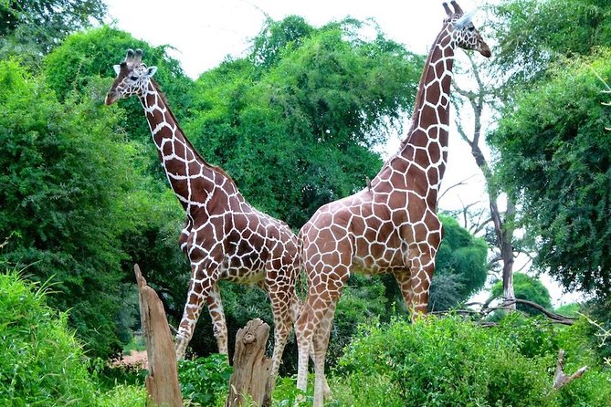 Day Tour Nairobi National Park - Practical ways to make the day better