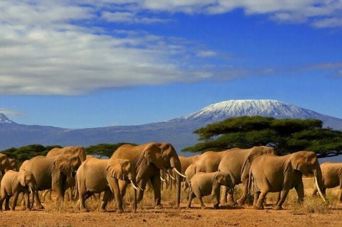 Day Tour to Amboseli National Park - The 5 a.m. pickup and the drive south