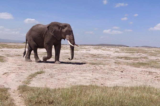 Day Tour to Amboseli National Park - Observation Hill and the best wide view