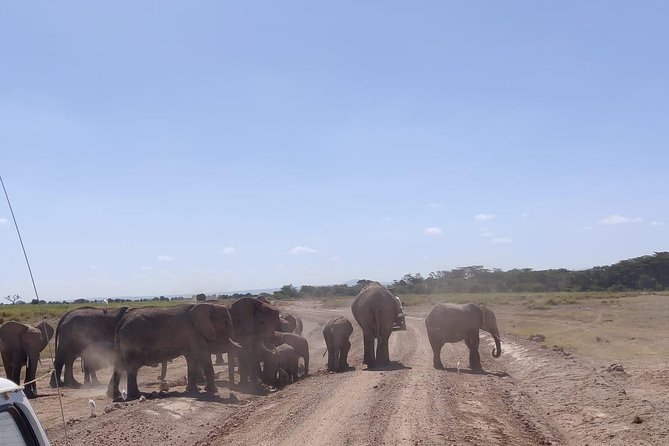 Day Tour to Amboseli National Park - Lunch at OLTUKAI Lodge