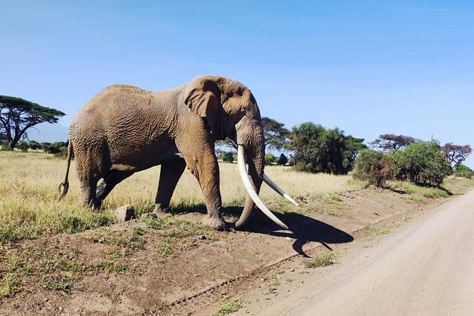 Day Tour to Amboseli National Park - Afternoon drive and the return to Nairobi