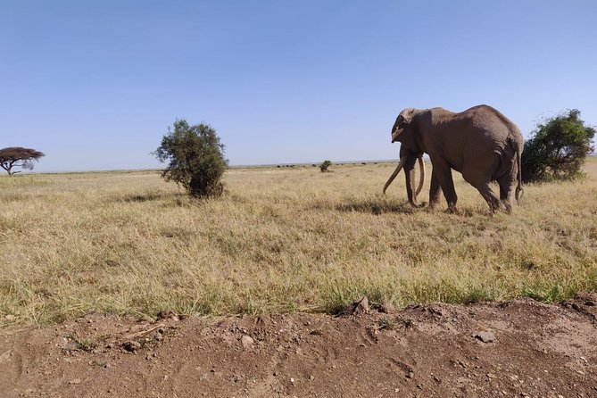 Day Tour to Amboseli National Park - What the $310 price covers