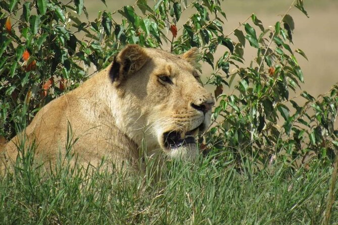 Day Tour To Amboseli National Park From Nairobi - Why Amboseli makes a strong day trip from Nairobi