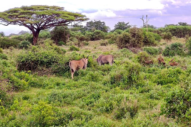 Day Tour To Amboseli National Park From Nairobi - Observation Hill and the view across the marshes