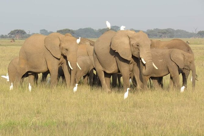 Day Tour To Amboseli National Park From Nairobi - Lunch at Ol Tukai Lodge, at an extra cost