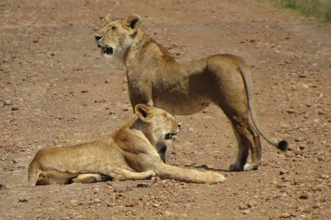 Day Tour To Amboseli National Park From Nairobi - The 5:00 am departure from Nairobi