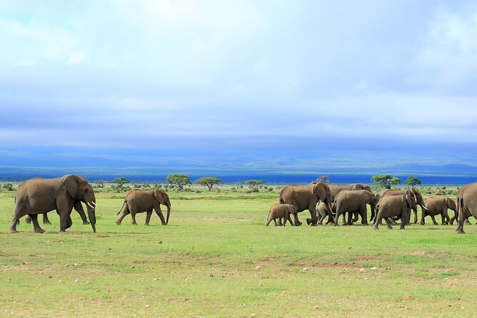 Day tour to Amboseli national park - A private vehicle changes the pace
