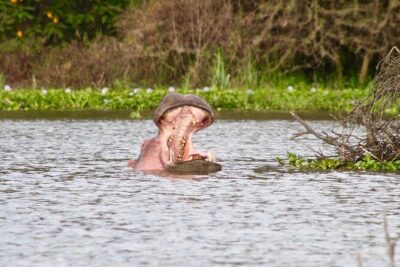 Day Tour to Crescent Island in Naivasha