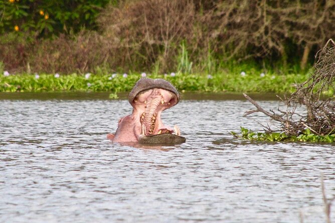 Day Tour to Crescent Island in Naivasha - Walking with giraffes, hippos, and birds