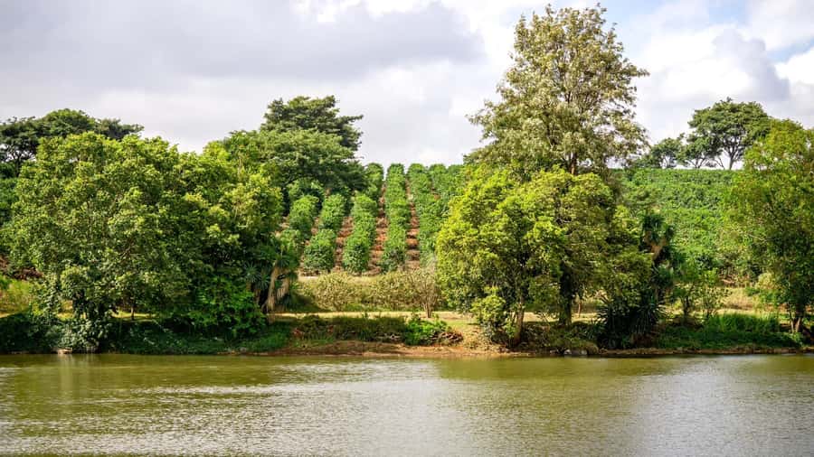 Day Tour to Fairview Coffee Estate From Nairobi - Key points at a glance