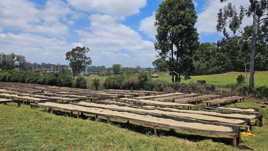 Day Tour to Fairview Coffee Estate From Nairobi - Small groups, access, and booking flexibility