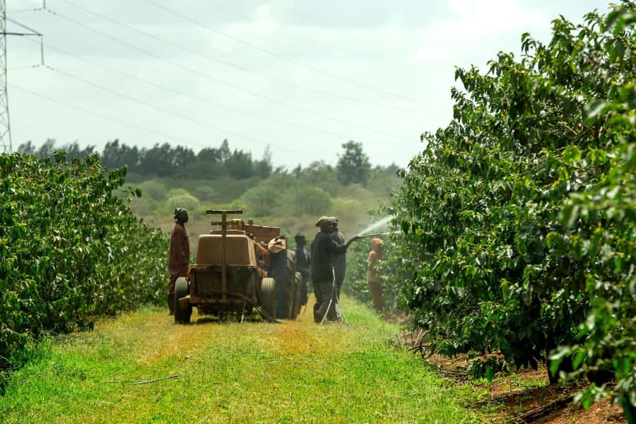 Day Tour to Fairview Coffee Estate From Nairobi - Fairview Coffee Estate and the work behind each bean