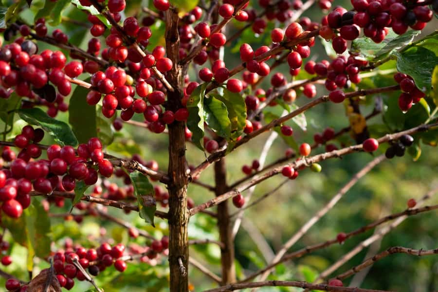 Day Tour to Fairview Coffee Farm - Starting with the farm’s story