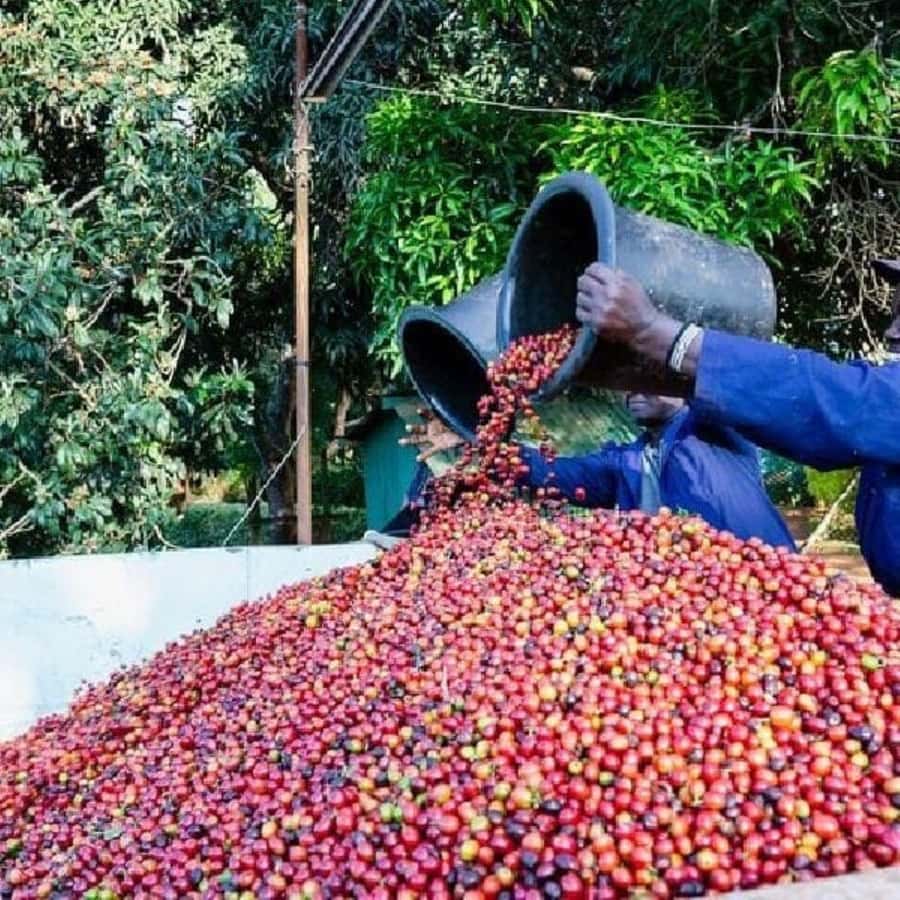 Day Tour to Fairview Coffee Farm - Inside the coffee factory