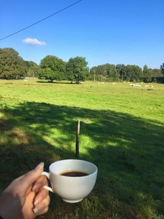 Day Tour to Fairview Coffee Farm - What past bookings tell me about the service