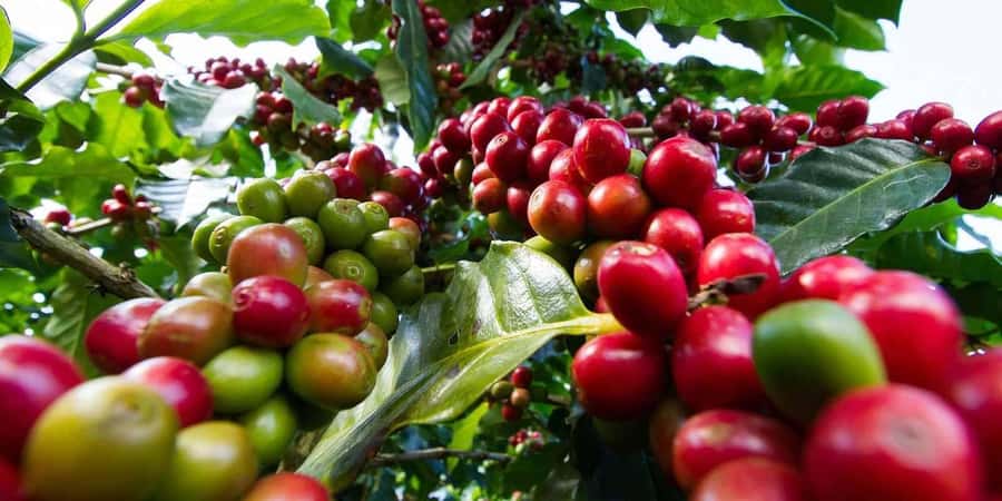 Day Tour to Fairview Coffee Farm - The drive from Nairobi to Kiambu