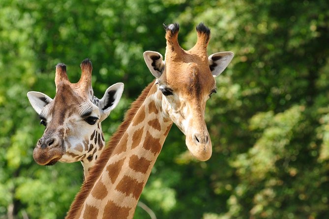 Day tour to Giraffe Center and Karen Blixen Museum - Key points to know before you book