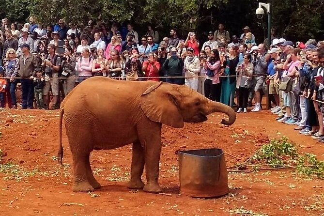 Day tour to Giraffe Center and Karen Blixen Museum - What the private format and price really provide