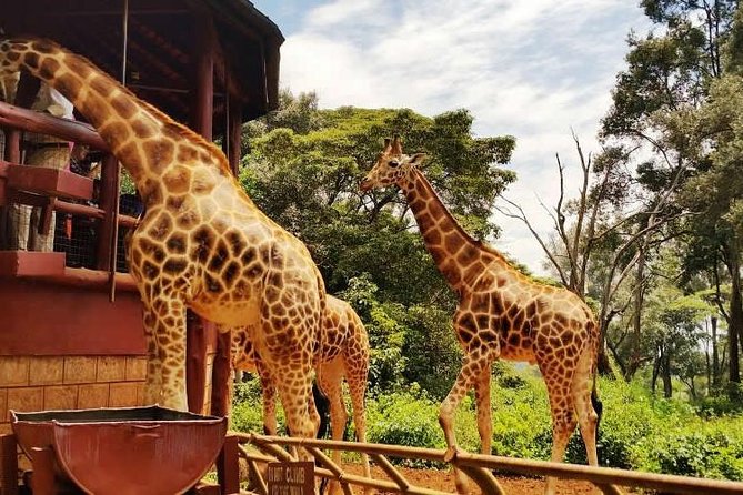 Day tour to Giraffe Center and Karen Blixen Museum - Who should book this experience