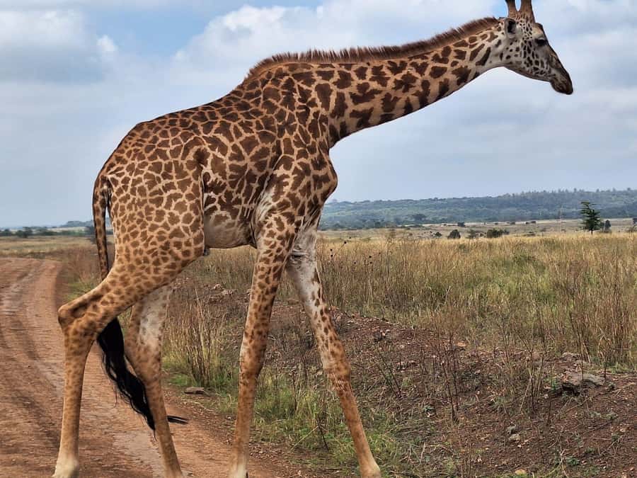 Day Tour to Giraffe Center and Karen Blixen Museum - Who Should Book This Half-Day Tour