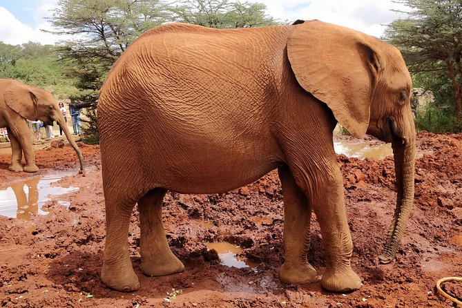 Day tour to Giraffe center and Karen Blixen Nairobi - What your guide adds to the day