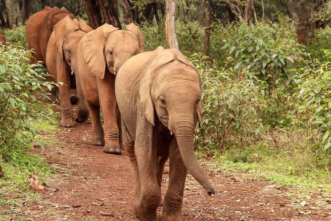 Day tour to Giraffe center and Karen Blixen Nairobi - Who will get the most from this tour