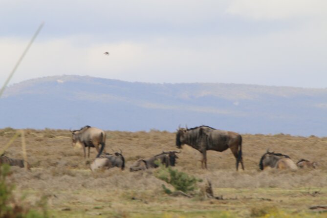 Day Tour To Hell's Gate National Park and Optional Boat Ride on Lake Naivasha. - Guides, Drivers, and the Private Format