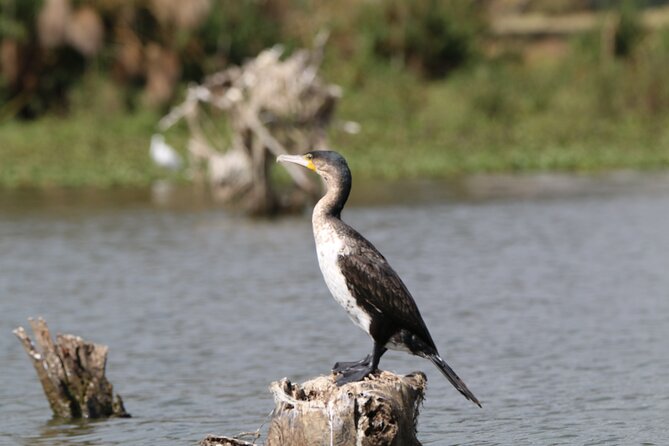 Day Tour To Hell's Gate National Park and Optional Boat Ride on Lake Naivasha. - Who Should Book This Day Trip