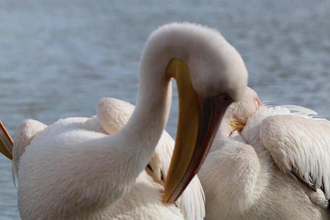 Day tour to Hell's Gate National park and optional Boat ride on lake Naivasha - Timing, transport, and guide quality
