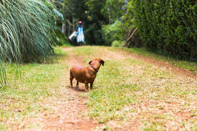 Day Tour To Kiambethu Tea Farm in Limuru - Walking through the native forest
