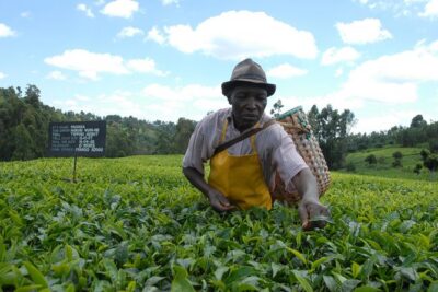 Day Tour To Kiambethu Tea Farm in Limuru