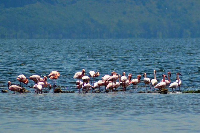 Day Tour To Lake Nakuru Park With Optional Boat Ride on Lake Naivasha - Is this Nairobi day trip worth the long road time?