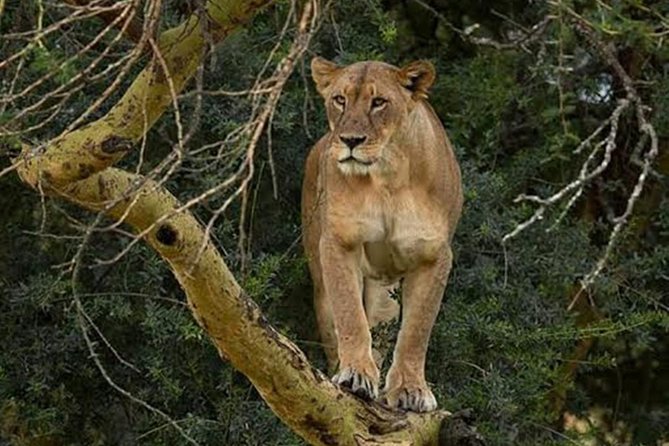 Day Tour To Lake Nakuru Park With Optional Boat Ride on Lake Naivasha - Lake Naivasha and the one-hour boat ride