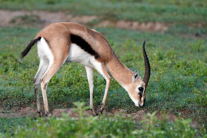 Day Tour To Lake Nakuru Park With Optional Boat Ride on Lake Naivasha - What the $210.91 price really buys you