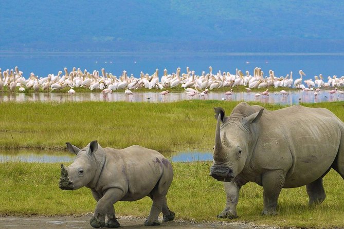 Day Tour To Lake Nakuru Park With Optional Boat Ride on Lake Naivasha - The guides can shape the whole day