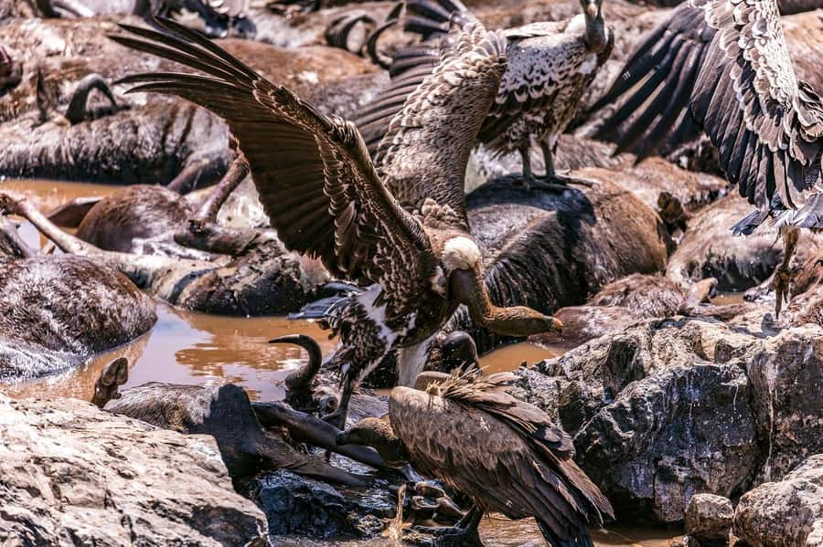 Day Tour to Maasai Mara & optional Maasai village visit - Key points to know before booking
