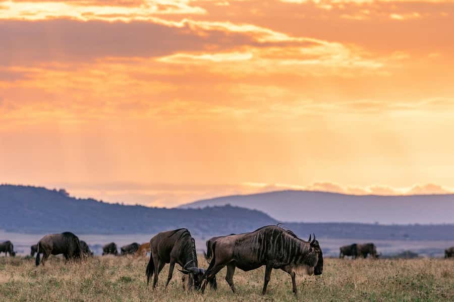 Day Tour to Maasai Mara & optional Maasai village visit - Five hours of game viewing in an open Landcruiser