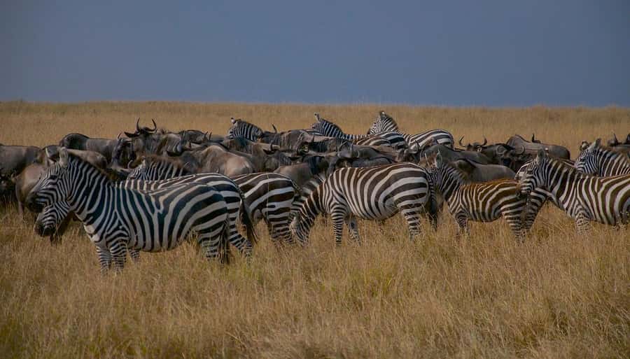 Day Tour to Maasai Mara & optional Maasai village visit - Picnic lunch under a tree or a hot lodge meal
