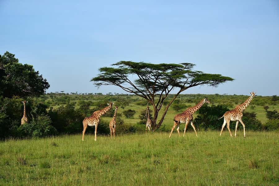 Day Tour to Maasai Mara & optional Maasai village visit - The Nairobi pickup and the four-hour road journey