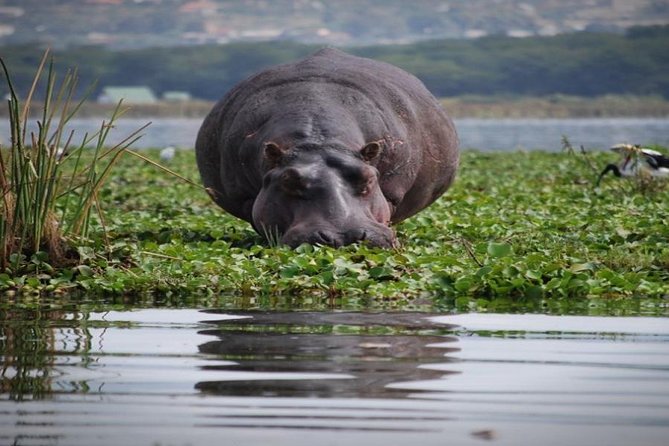 Day Tour To Mount Longonot Park From Nairobi - Why Mount Longonot makes a strong day trip