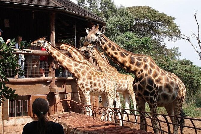 Day Tour to Nairobi National Park and Giraffe Center - Is the $180 price fair?