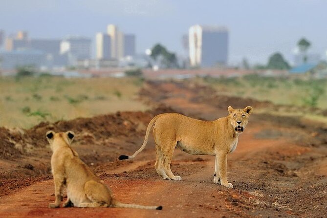 Day Tour to Nairobi National Park and Giraffe Center - The 6:30 a.m. pickup and ride into the park