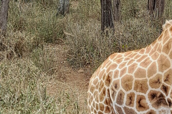 Day Tour to Nairobi national park, Elephants, and Giraffe Center - Lunch, water, and the extra-cost reality
