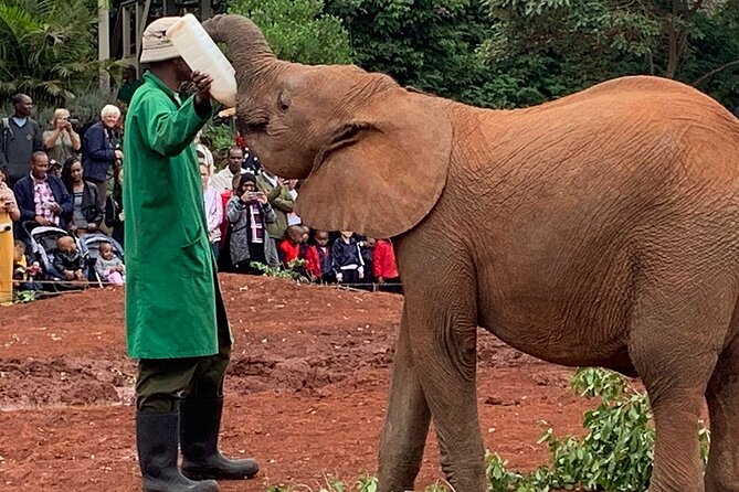 Day Tour to Nairobi national park, Elephants, and Giraffe Center - Who will get the most from this day